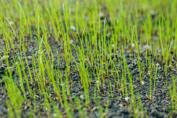 Fresh green spring grass with dew drops closeup with sun on natural defocused light nature bokeh...