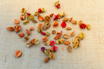 Multicolored dried flowers on sack cloth in autumn.