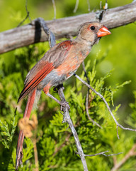 Juvenile Cardinal