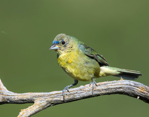Fototapeta premium Immature Painted Bunting