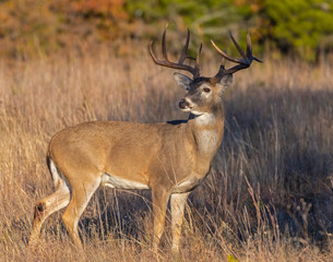Obraz premium White tailed Deer Buck