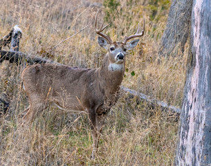 White tailed Deer Buck