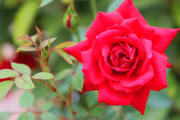 Beautiful pink rose in the garden with green background in India