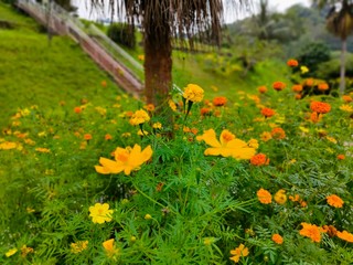 yellow flowers in the garden