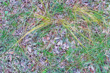 grass cover of coniferous forest as background