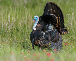 Wild Turkey