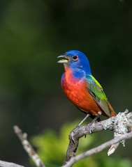 Male Painted Bunting on a perch
