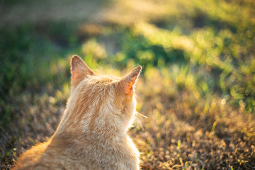 Cat lying down on ground, Ginger domestic pet cat