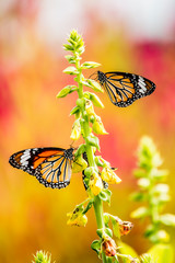 Butterfly eating pollen of flower, outdoor Chiangmai Thailand