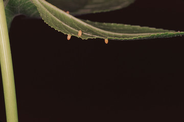 Zebra Longwing Butterfly Eggs (Heliconius Charithonia)