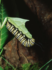 Monarch Butterfly Larva Caterpillar (Danaus Plexippus)