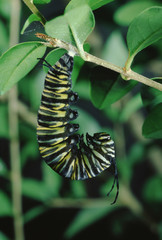 Monarch Butterfly Larva Chrysalis Stage 1 (Danaus Plexippus) Caterpillar into Chrysalis