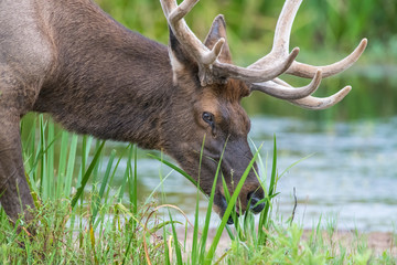 Bull Elk in the Water