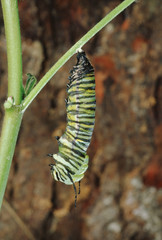 Monarch Butterfly Larva Chrysalis Stage 1 (Danaus Plexippus) Caterpillar into Chrysalis
