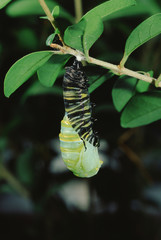 Monarch Butterfly Larva Chrysalis Stage 2 (Danaus Plexippus) Caterpillar into Chrysalis