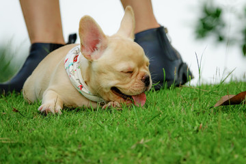 Little french bulldog on green grass