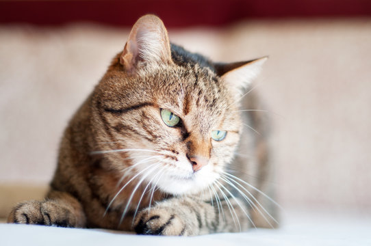 cranky, beautiful, tabby female cat with green eyes. close up face