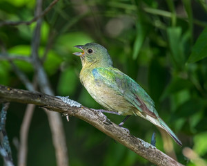 Immature Painted Bunting