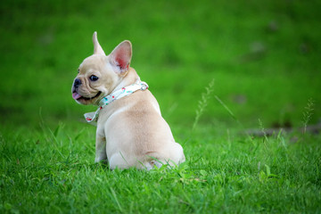 Little french bulldog on green grass