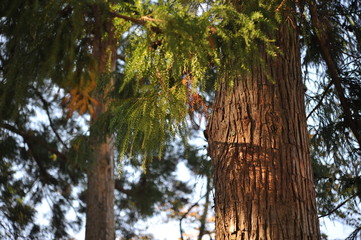 日本と台湾に分布するヒノキ