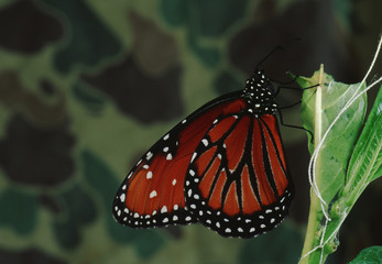 Queen Butterfly (Danaus Gilippus)