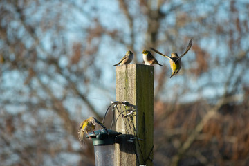 Birds eating from bird seed feeder, Bird wildlife photography