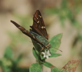 Obraz na płótnie Canvas Skipper Butterfly (Hesperiidae)