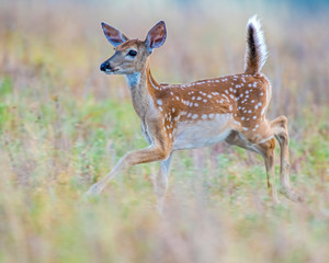 White tailed Deer fawn