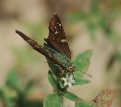Skipper Butterfly (Hesperiidae)