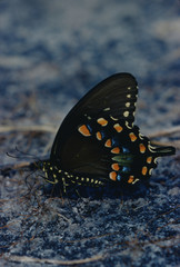 Spicebush Swallowtail Butterfly (Papilio Troilus)