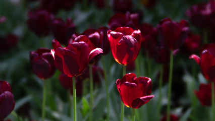 TULIPS