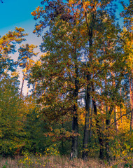 Fototapeta premium Nature beauty