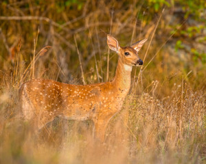White tailed Deer fawn