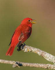 Summer Tanager male