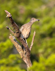 Roadrunner on Branch with insect