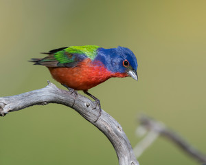 Painted Bunting on a perch