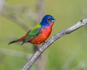 Painted Bunting on a perch