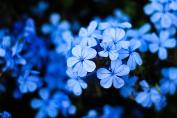 Perfect feminine background: light blue flowers, selective focus
