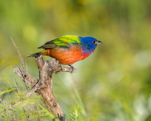 Painted Bunting on a perch