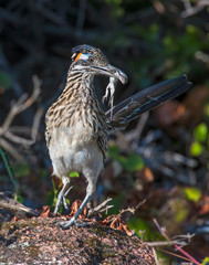 Roadrunner with Lizard