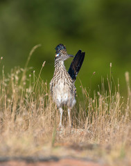 Roadrunner