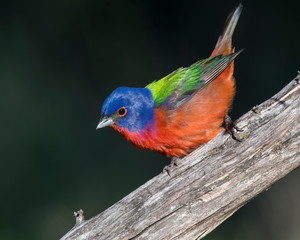 Painted Bunting on a perch with dark background