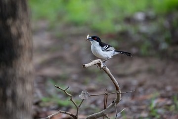 Great antshrike with an insect in its beak perched on a bare branch in forest, Pantanal Wetlands, Mato Grosso, Brazil
