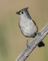 Tufted Titmouse calling