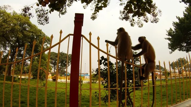 two monkeys langur nibble bush near metal gates play green trees around park Kolkata