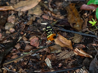 吸水するトンボマダラ