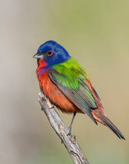 Painted Bunting on a perch