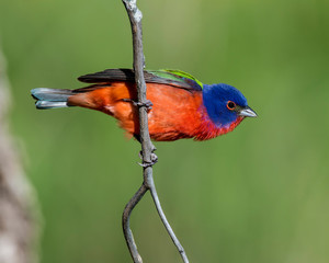 Painted Bunting on a perch