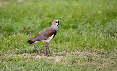 Side view of a Southern Lapwing on a green meadow, Pantanal Wetlands, Mato Grosso, Brazil