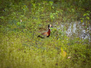 White-faced whistling duck foraging at green water edge, Pantanal Wetlands, Mato Grosso, Brazil